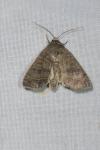 Ipimorpha subtusa