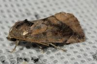 Cosmia pyralina