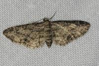 Eupithecia inturbata