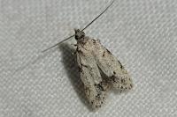 Symmoca signatella