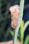 Cosmia pyralina