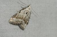 Nola aerugula
