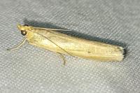Selagia argyrella