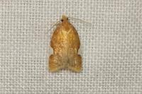 Acleris holmiana