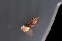 Hedya nubiferana