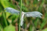 Pterophorus pentadactylus