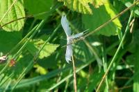 Pterophorus pentadactylus