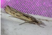 Pediasia fascelinella