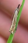 Crambus lathoniellus