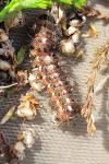 Acronicta rumicis