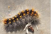 Acronicta auricoma