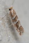 Cameraria ohridella
