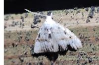 Nola aerugula