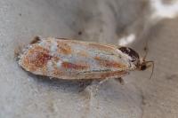 Rhyacionia buoliana
