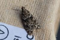 Eudonia mercurella