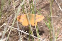 Lythria cruentaria