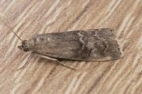 Rhodophaea formosa