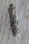 Rhodophaea formosa