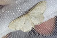 Idaea sylvestraria