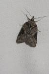 Nycteola revayana