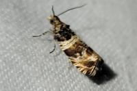 Orthotaenia undulana