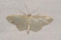 Idaea sylvestraria