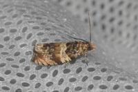 Celypha lacunana