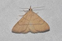 Paracolax tristalis