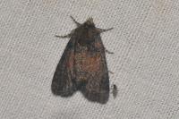 Oligia
