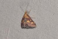Pyrausta purpuralis