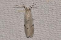 Pelosia muscerda