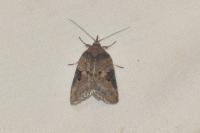 Nycteola revayana