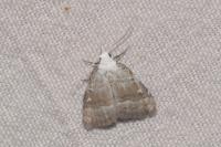 Meganola albula
