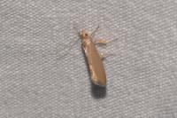 Crassa unitella