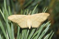 Idaea straminata