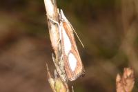 Catoptria pinella