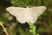 Idaea sylvestraria