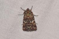 Anarta myrtilli