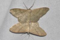 Idaea deversaria