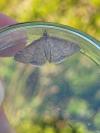 Anania fuscalis