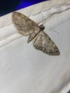 Eupithecia subfuscata