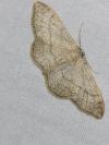 Idaea aversata
