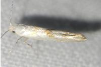 Argyresthia sorbiella