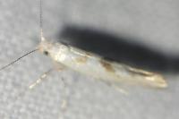 Argyresthia sorbiella