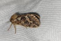 Korscheltellus fusconebulosus