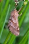 Phymatopus hecta