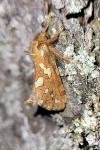 Phymatopus hecta