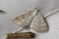 Perizoma albulata
