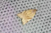 Paramesia gnomana