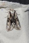 Hyppa rectilinea